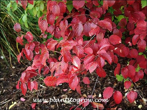 The bright red foliage in the fall